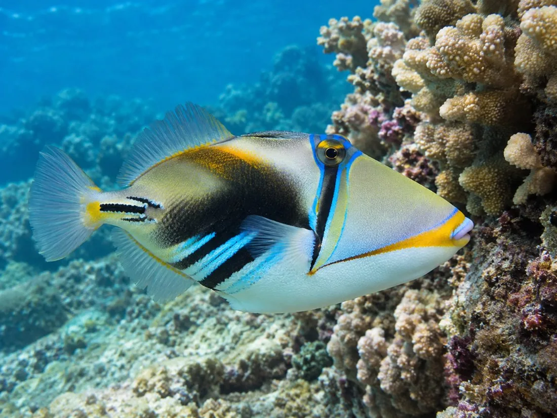 A reef triggerfish with blue and yellow markings close to a coral head