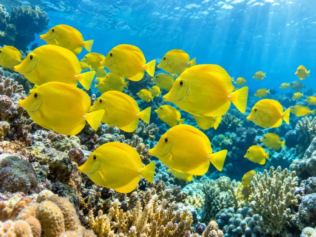 A school of bright yellow tang drifting over coral in clear blue water