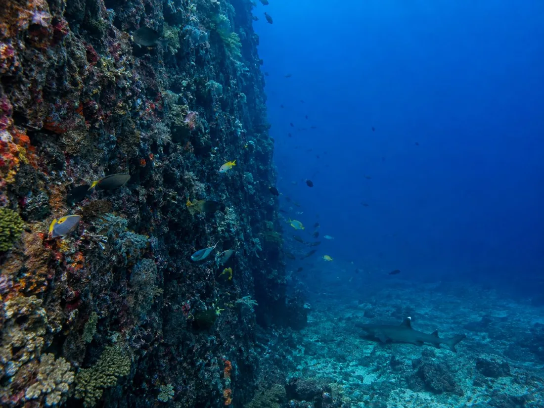 An underwater volcanic wall dropping into deep blue water with fish along its face
