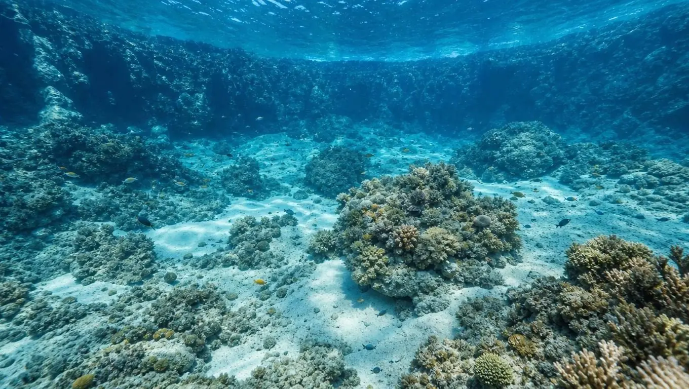 Sunlit sand and coral heads on the floor of a sheltered bay, seen through very clear water with fish above